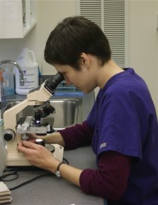 Veterinarian Surgery