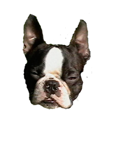 dog picture Dog Picture