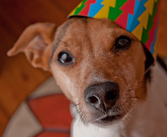 dog in party hat dog in party hat