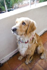lost rabies tag