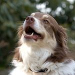 dog breath