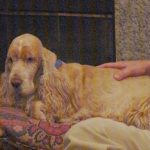 older pets and dental care