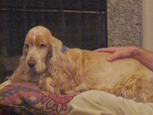 older pets and dental care