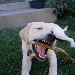 dog chewing