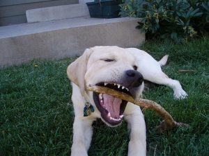dog chewing