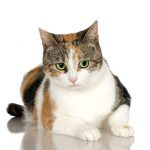 calico cat calico cat