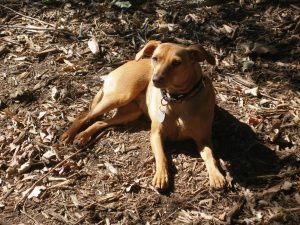 kenzie rescue dog kenzie rescue dog