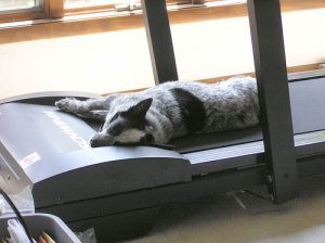 exercise dog on treadmill exercise dog on treadmill