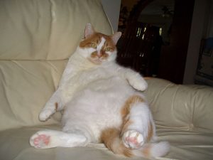 fat cat