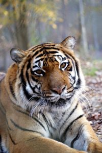 carolina tiger rescue