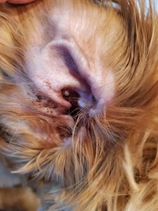 This ear needs cleaning. It can be a DIY project.