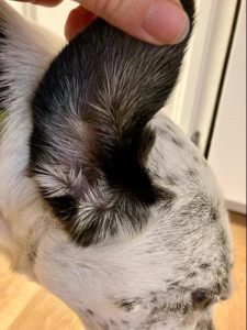Clean ear.
