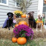 3 dressed up dogs