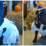 town and country pet contest