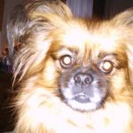 Bailey Domenico