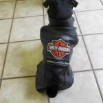 Biker Pug