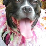 Dog with pink scarf