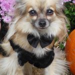Dressed up dog