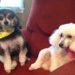 Heidi & Snuggles Friddle