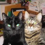 Huck & Roxy