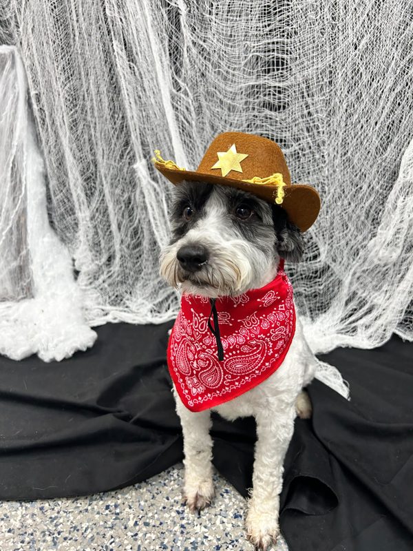 halloween-with-your-pet