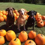 Kiley, Emmie, Shady