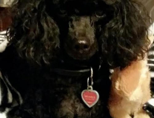 12 Dogs of Christmas