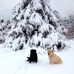 Marcia McKinney dogs