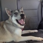 Maya