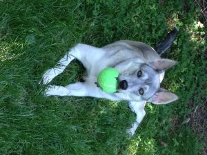 Maya
