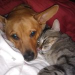 Odie & Stripers