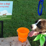 Old North Canine Rescue