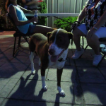 Old North Canine Rescue at Jim Jam