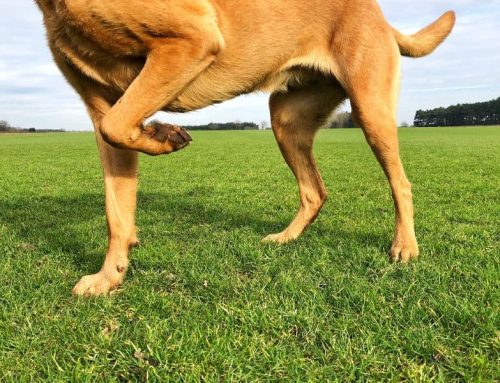Arthramid® for Osteoarthritis in Dogs – A New Trick for Old (and Young) Dogs