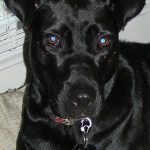 Raven