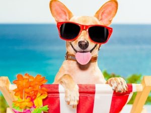 Take your pet on vacation