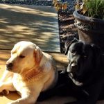 Tucker and Cole McKinney they are the best of buddies