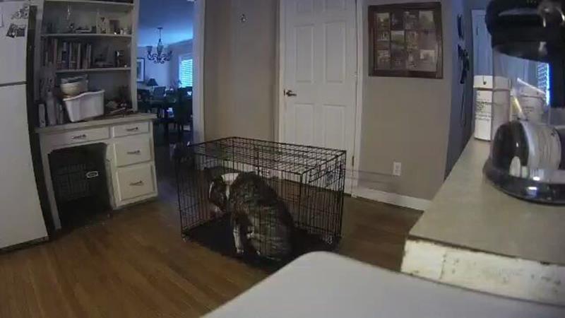 beans in a crate