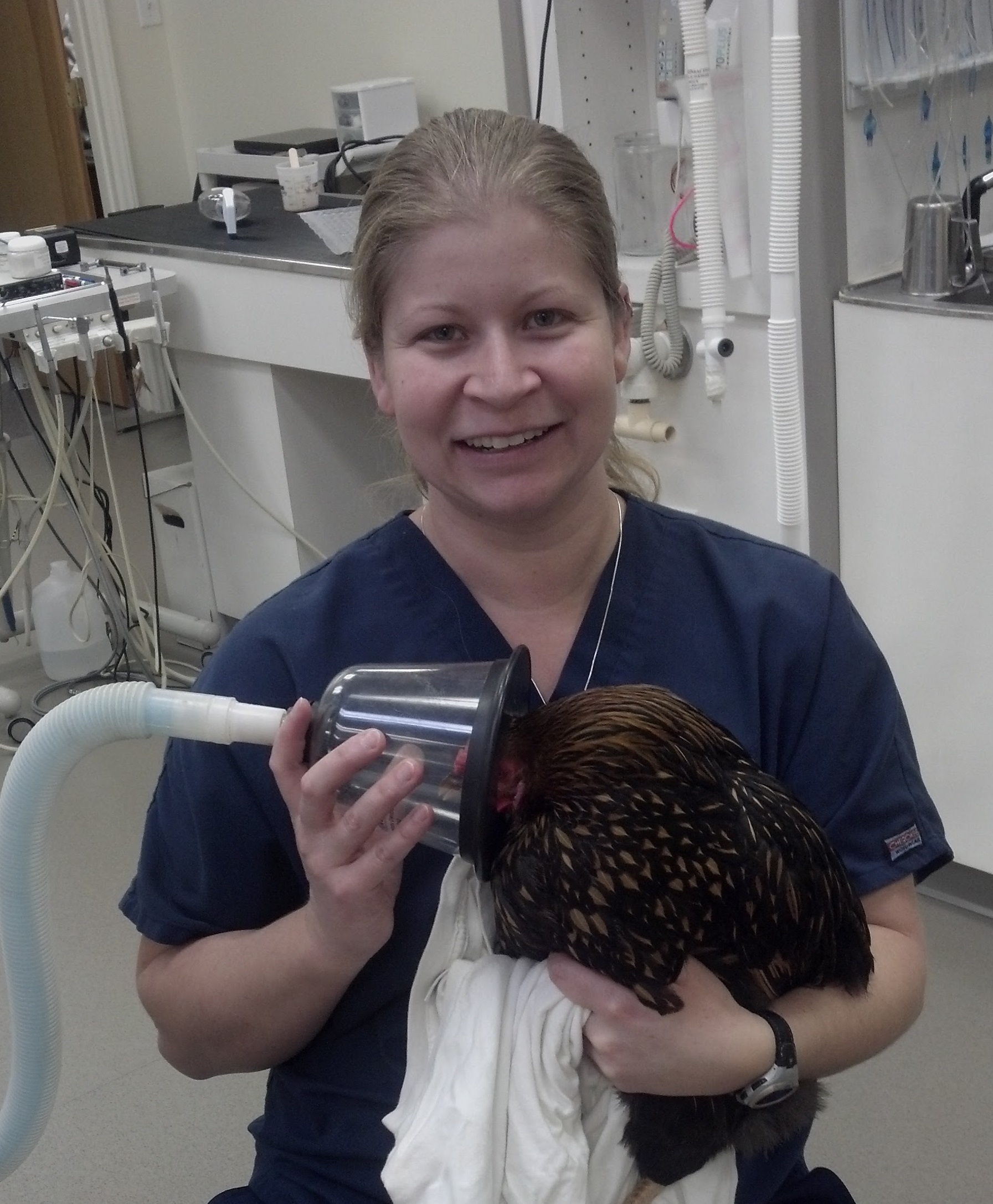 brandace and chickens