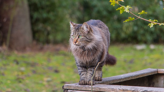 cat