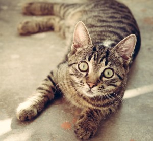 cat and strangers