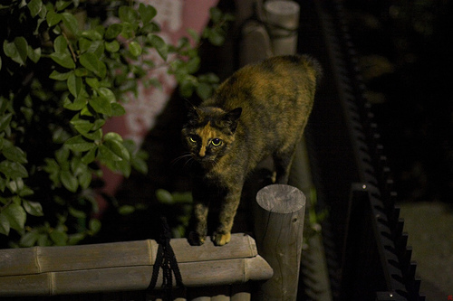 cat in nighttime uga study