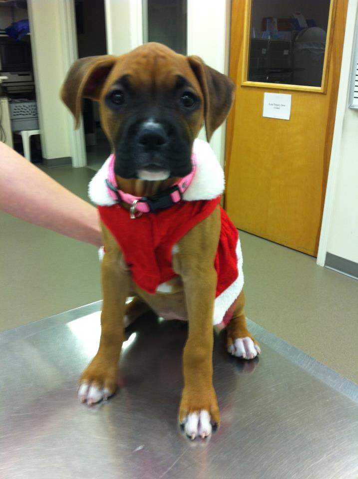 christmas dog