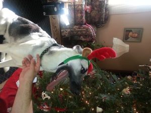 christmas dog