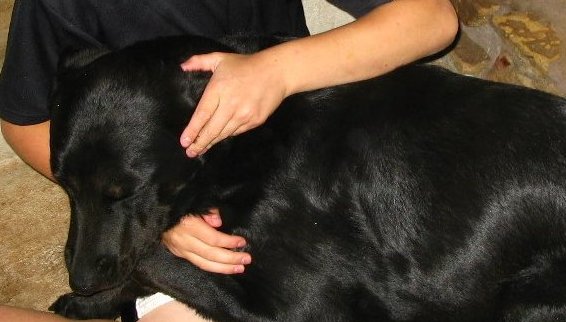 dog afraid of thunder