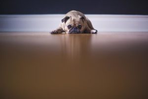 dog anxiety