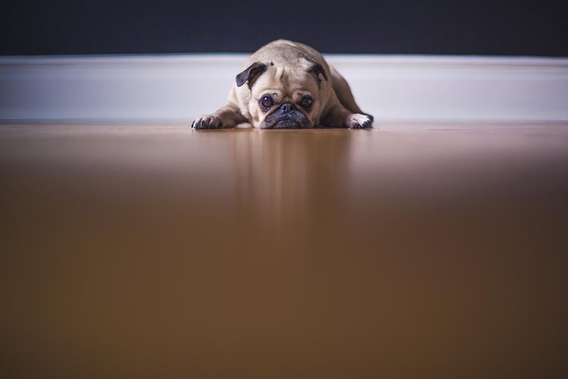 dog anxiety