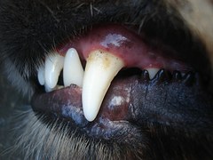 dog dental health