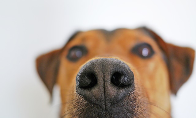dog smell