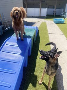 dogs playing at day care